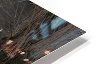 IMG 8857 HD Metal print