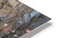 IMG 8852 HD Metal print