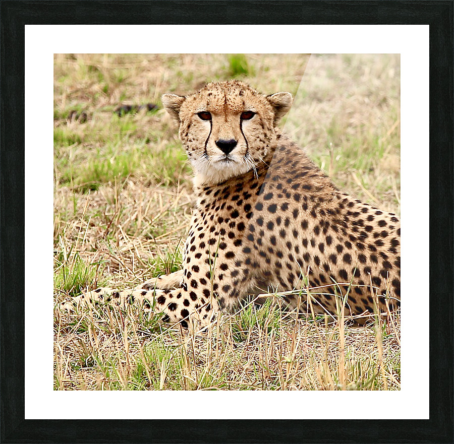 Cheetah Picture Frame print