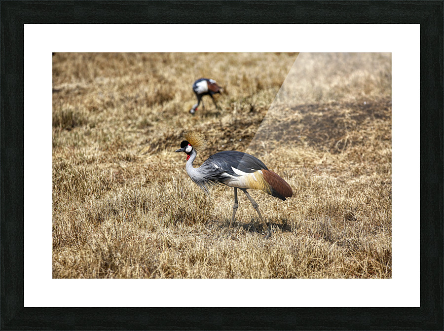  GUINEA HEN Picture Frame print