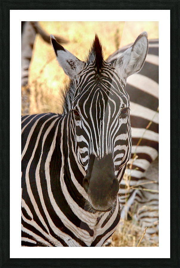 Zebra Portrait Picture Frame print