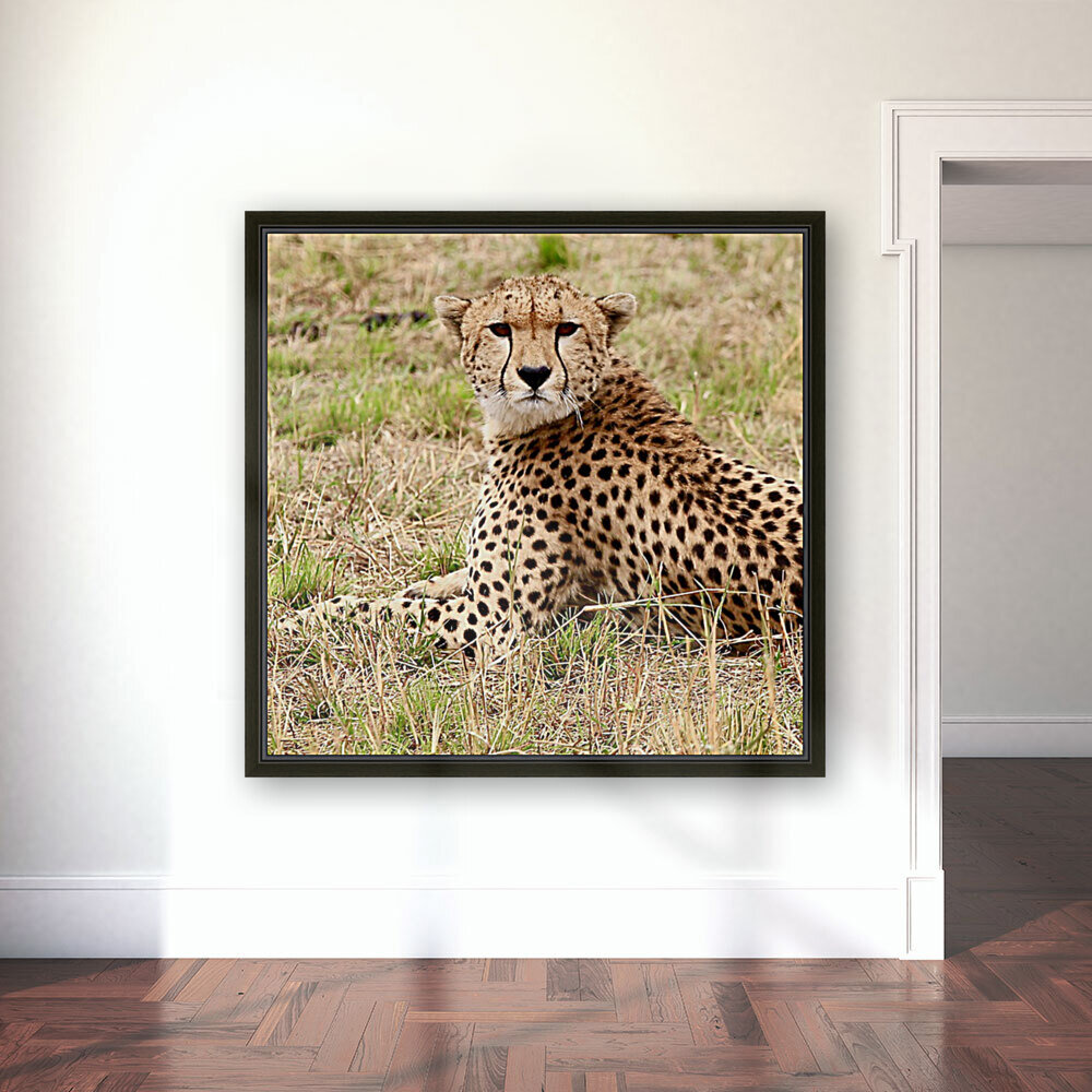 Cheetah Reproduction