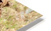 Cheetah HD Metal print