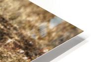  GUINEA HEN HD Metal print