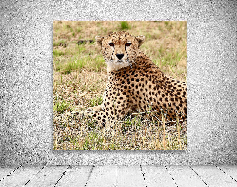 Cheetah Wall Preview