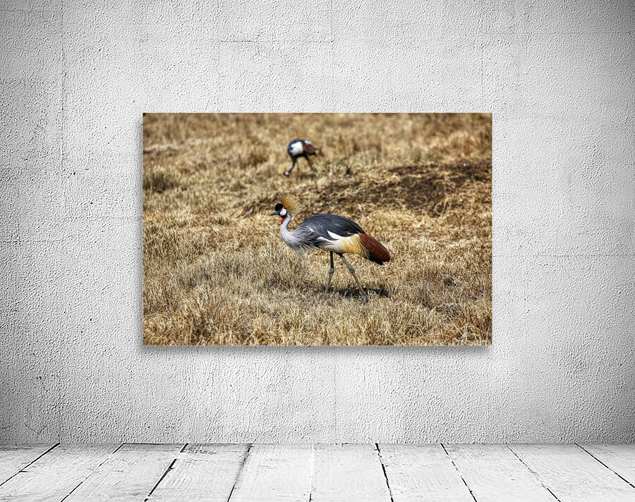  GUINEA HEN Wall Preview