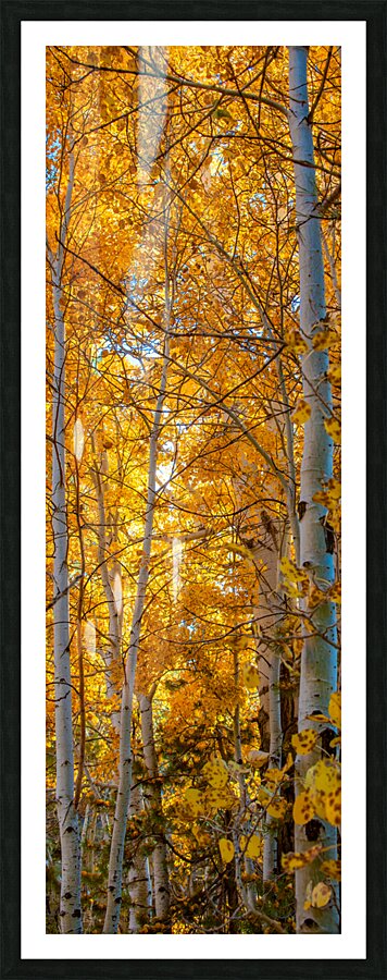 Golden Fall Colors Picture Frame Printing