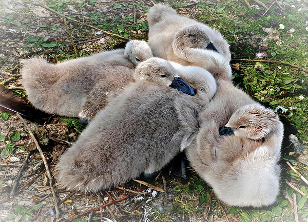 Nestled Together Digital Download