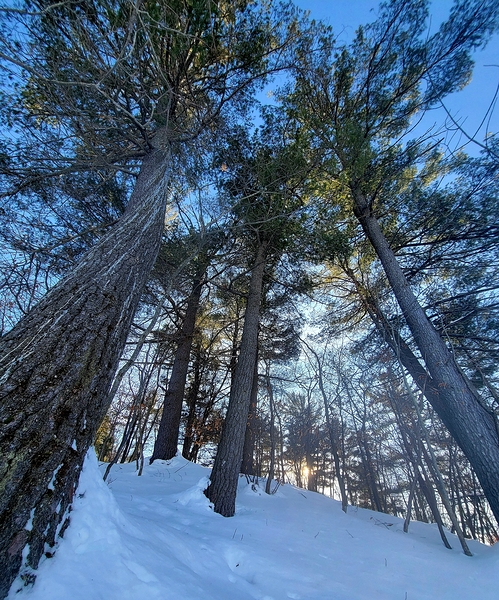 Winter Trees  Digital Download