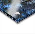 Winter Trees  Acrylic print