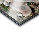 Nestled Together Acrylic print