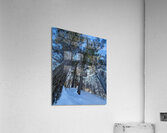 Winter Trees  Acrylic Print