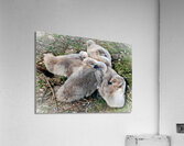 Nestled Together Acrylic Print