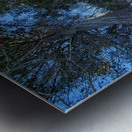 Winter Trees  Metal print