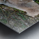 Nestled Together Metal print