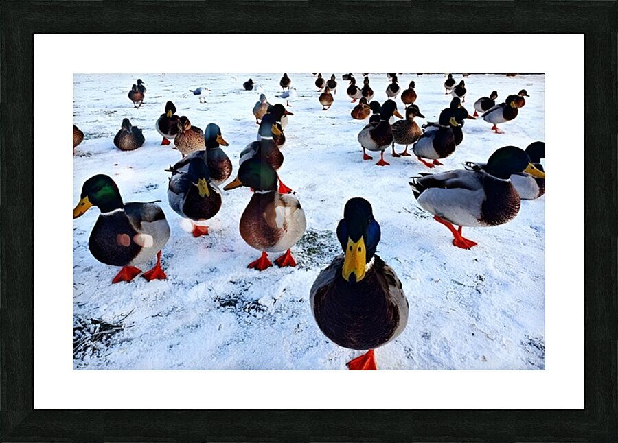 Herding Ducks Picture Frame print