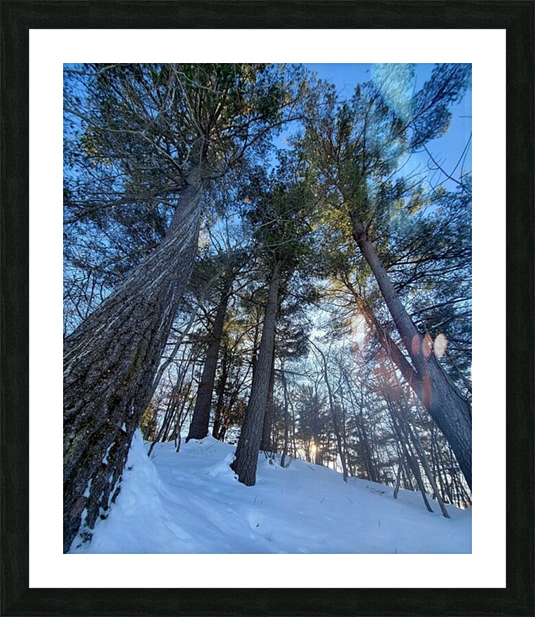 Winter Trees  Picture Frame print
