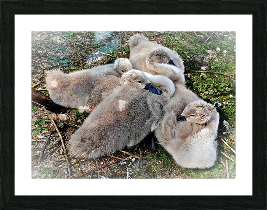 Nestled Together Picture Frame print