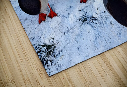 Herding Ducks Joelle Wilcock puzzle