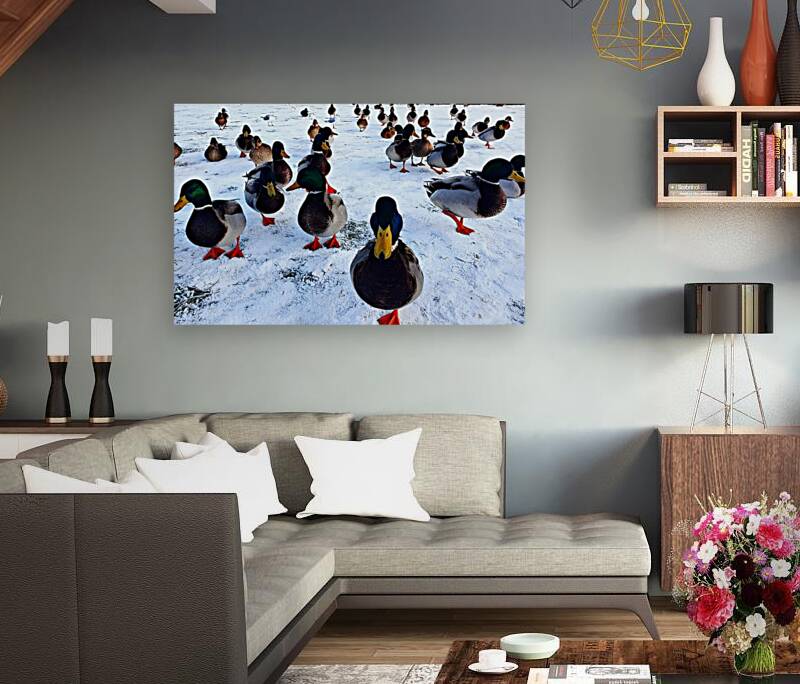 Herding Ducks Reproduction
