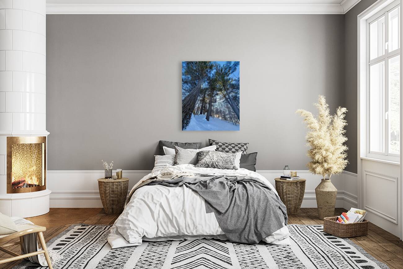 Winter Trees  Reproduction