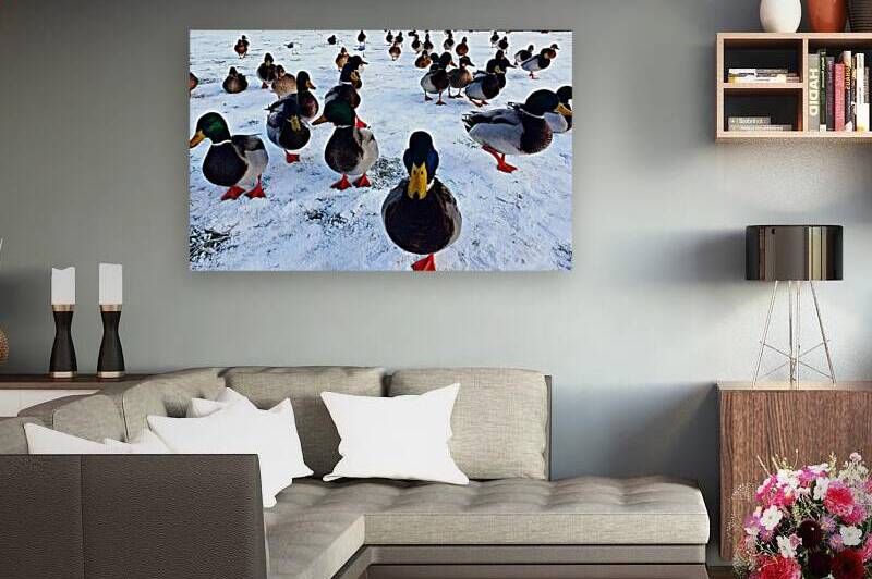 Herding Ducks by Joelle Wilcock