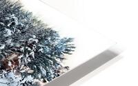 Frozen Winter HD Metal print