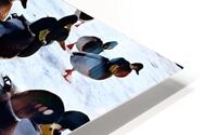 Herding Ducks HD Metal print
