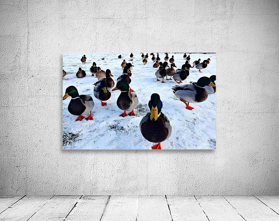 Herding Ducks Wall Preview
