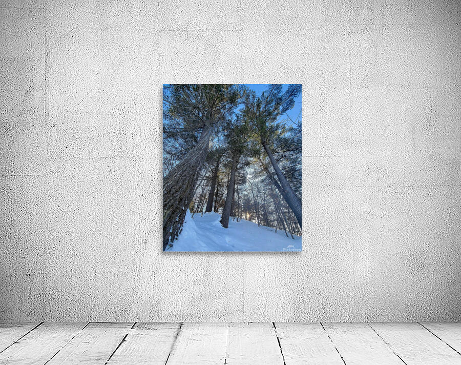 Winter Trees  Wall Preview