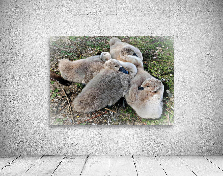 Nestled Together Wall Preview