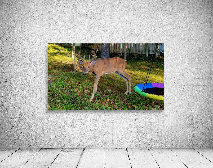 Hello Buck  Wall Preview