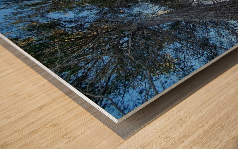 Winter Trees  Wood print