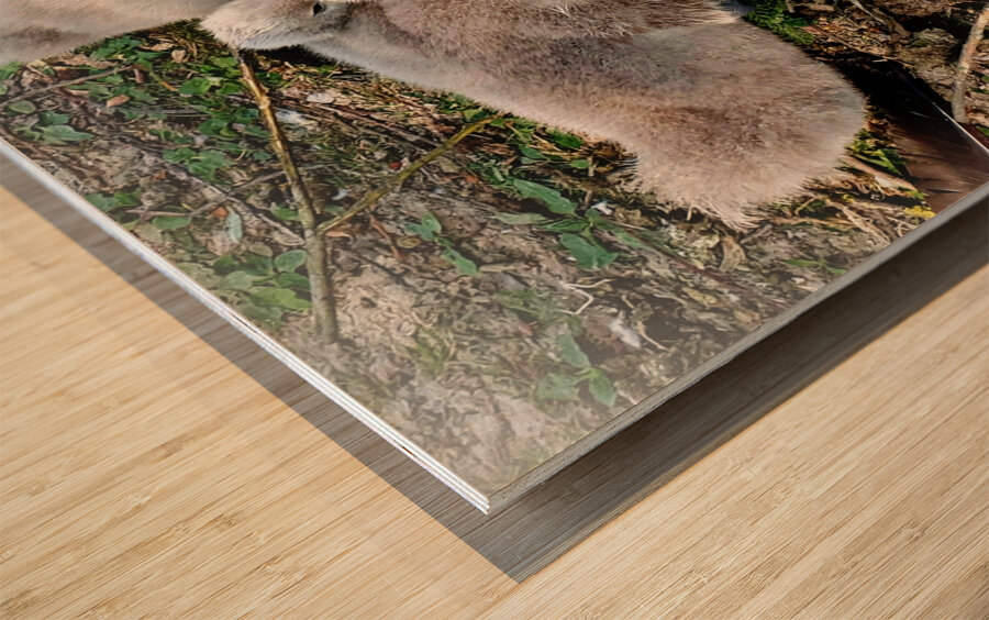 Nestled Together Wood print