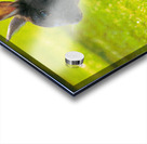  MG 8403 Acrylic print