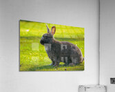  MG 8403 Acrylic Print