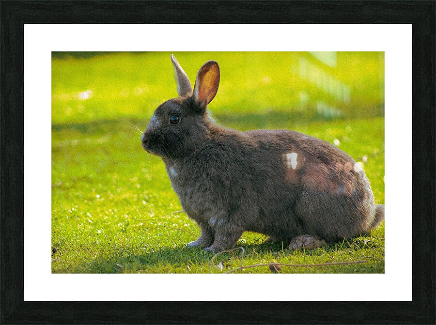  MG 8403 Picture Frame print