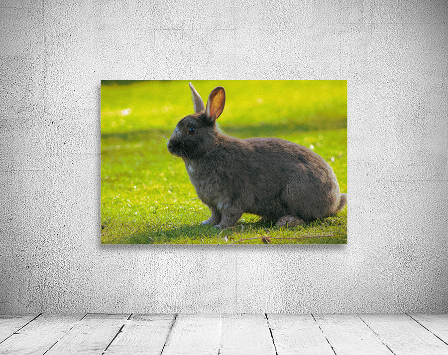  MG 8403 Wall Preview