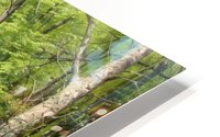 A tranquil forest lake HD Metal print