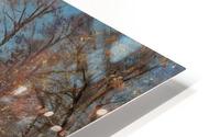 Floresta Saeby HD Metal print