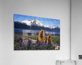 Grizzly Sow & Cub Acrylic Print