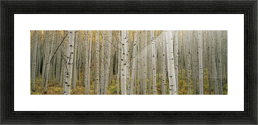 Aspen Grove Picture Frame print