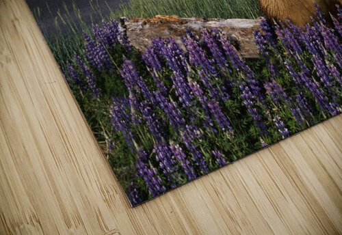 Grizzly Sow & Cub Printscapes puzzle