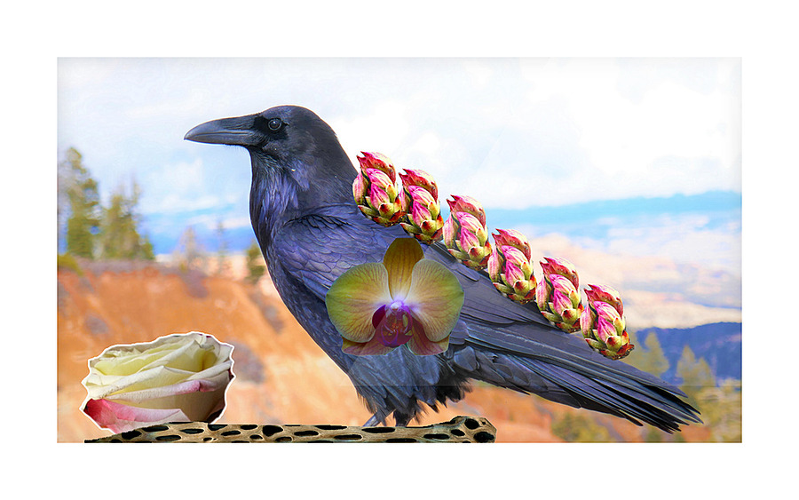 Raven Picture Frame print