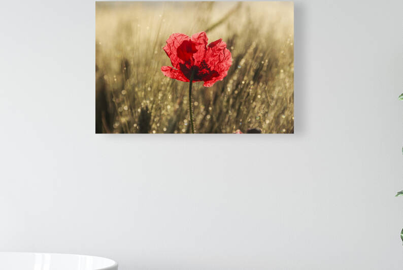 Springtime. Backlit poppies in a field in Apulia Italy. by Giuseppe Colasanto