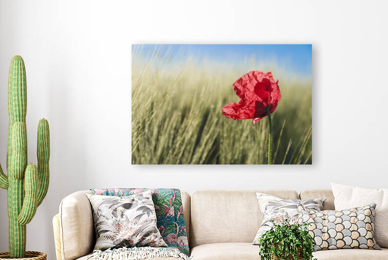 Springtime. Backlit poppies in a field in Apulia Italy. by Giuseppe Colasanto