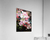 Apple Blossoms Acrylic Print