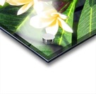 WHITE FLOWER Acrylic print