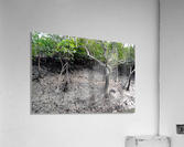 MANGROVE TREE Acrylic Print