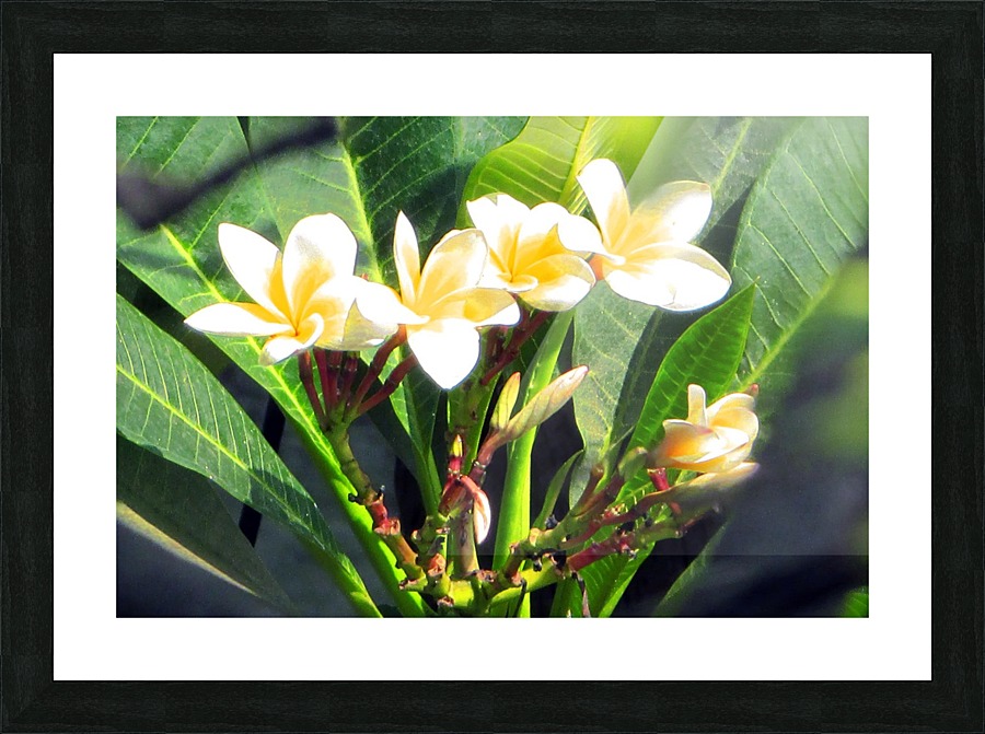 WHITE FLOWER Picture Frame print